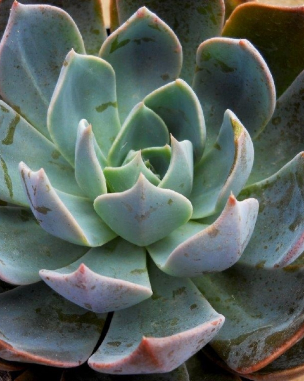 Echeveria 'Princess Blue'