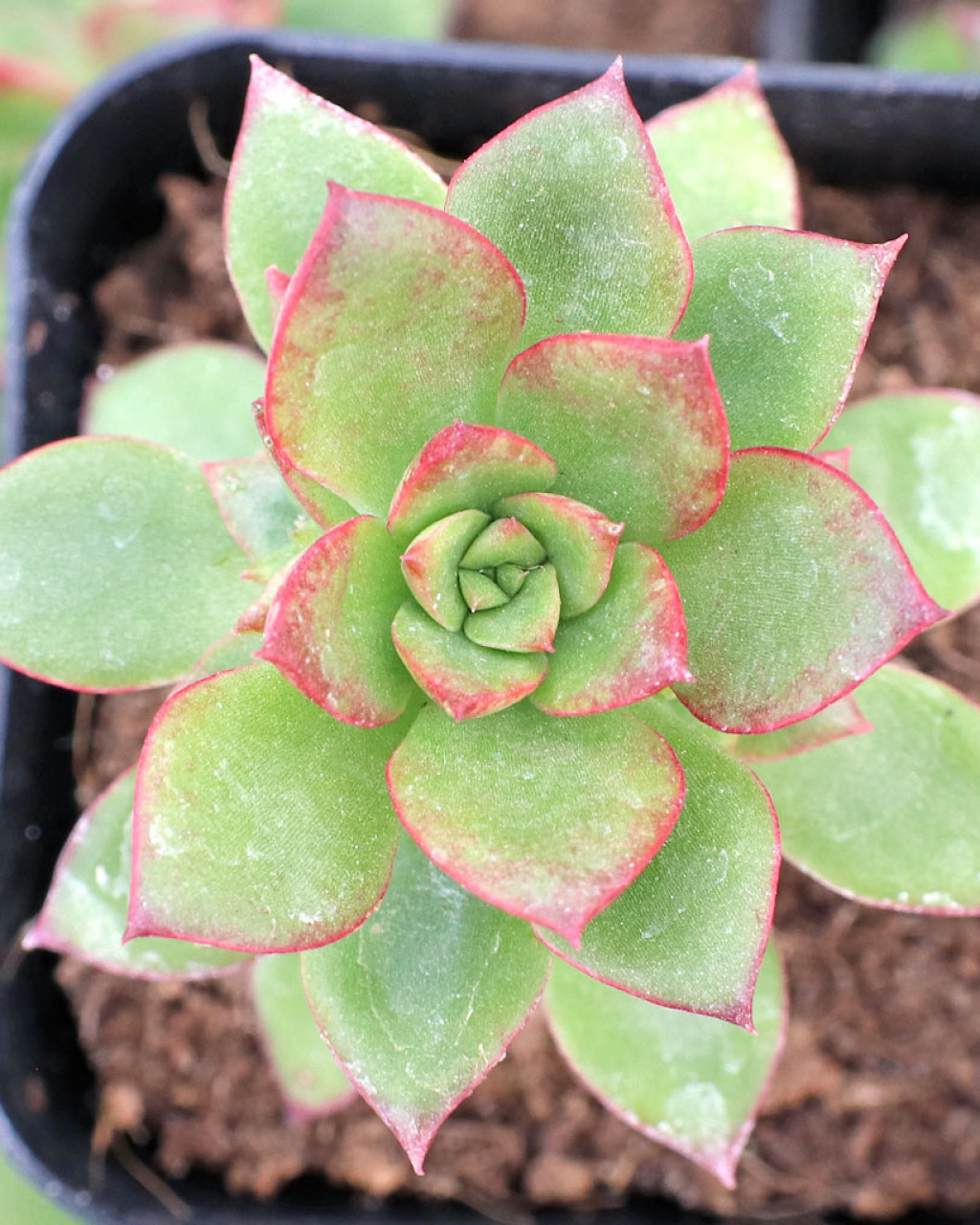 Echeveria pringlei
