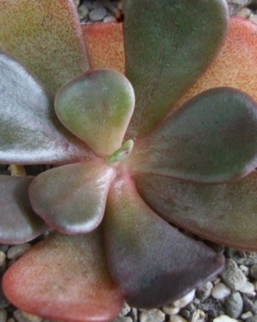 Echeveria prunina
