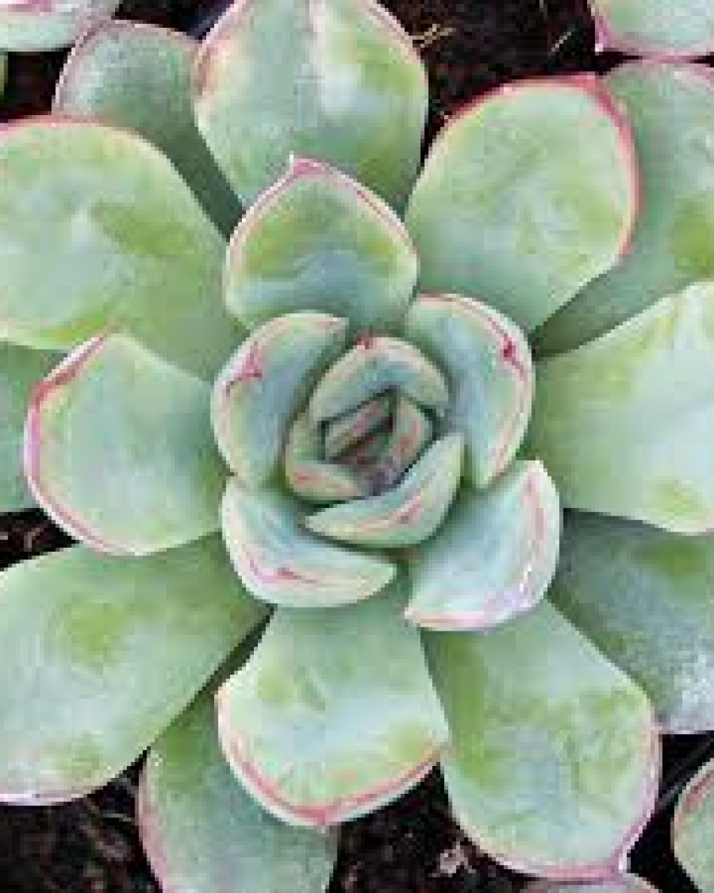 Echeveria pulidonis