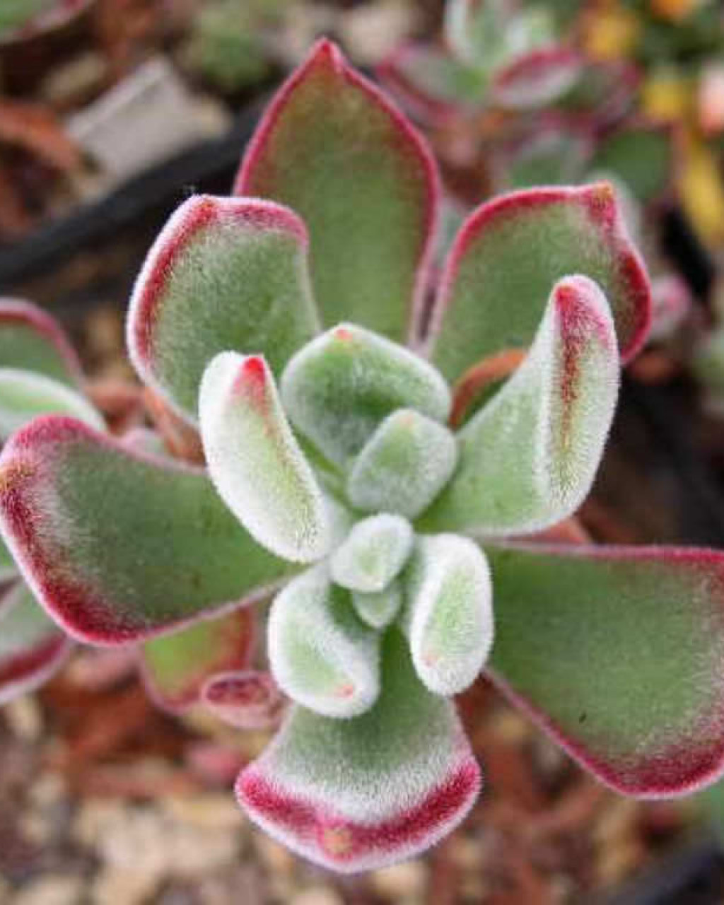 Echeveria 'Pulv-Oliver'
