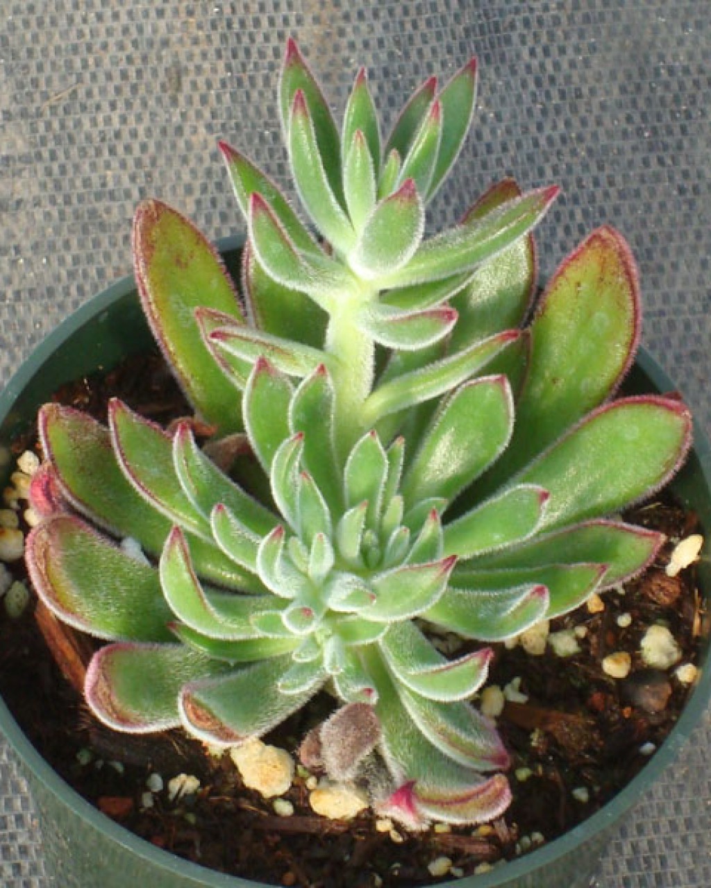 Echeveria Pulvinata