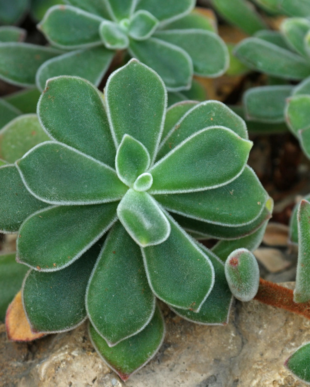 Echeveria pulvinata