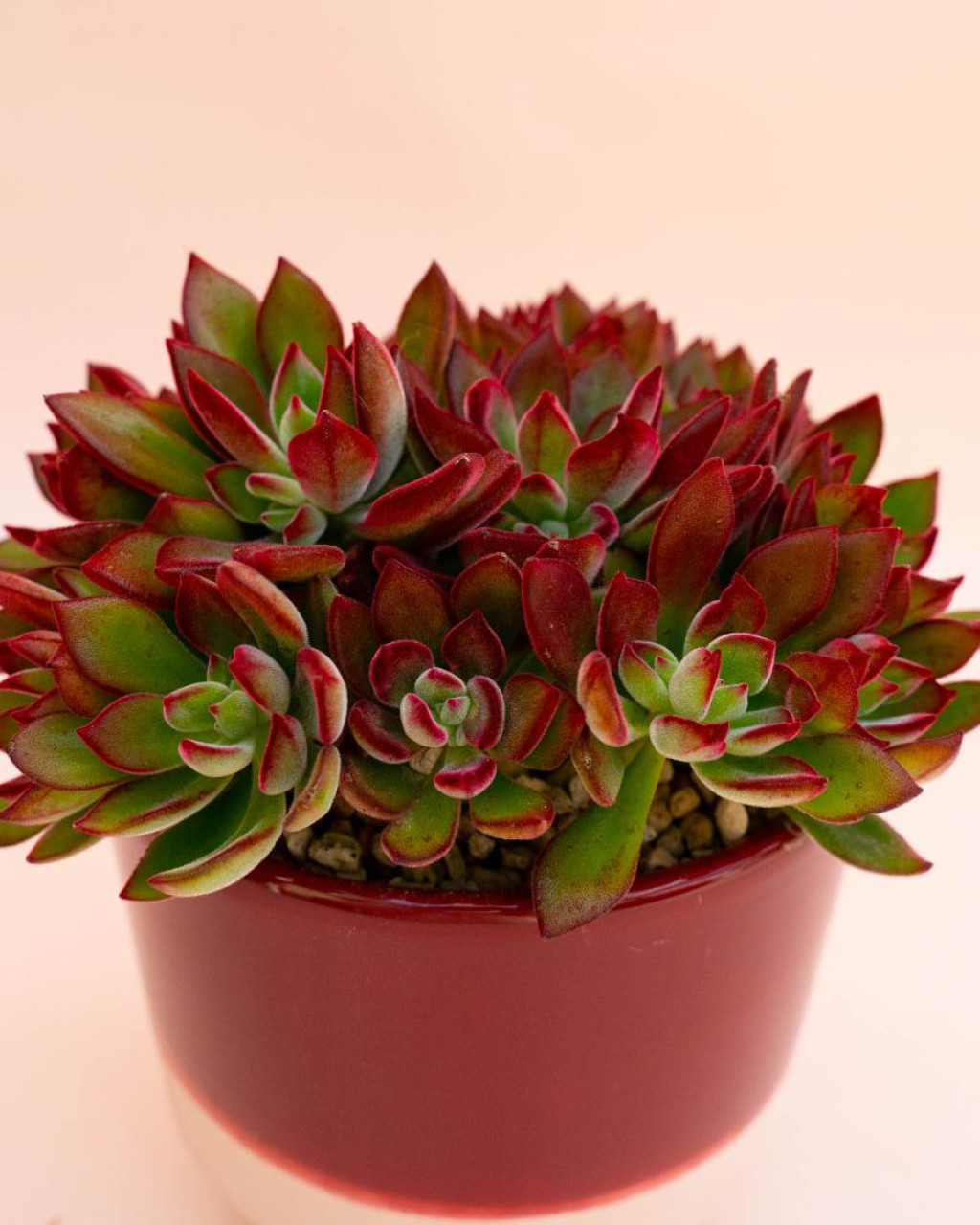 Echeveria pulvinata 'Devotion'