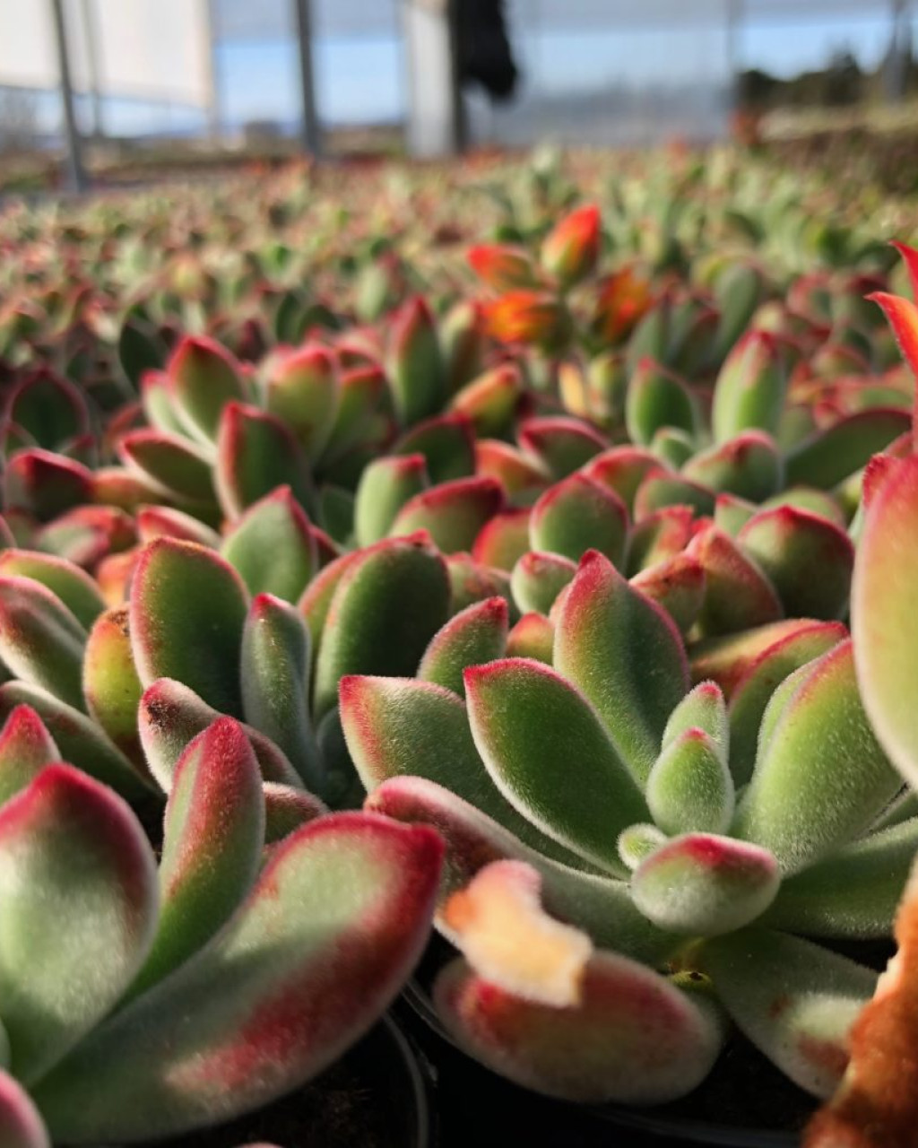 Echeveria pulvinata 'Ruby'