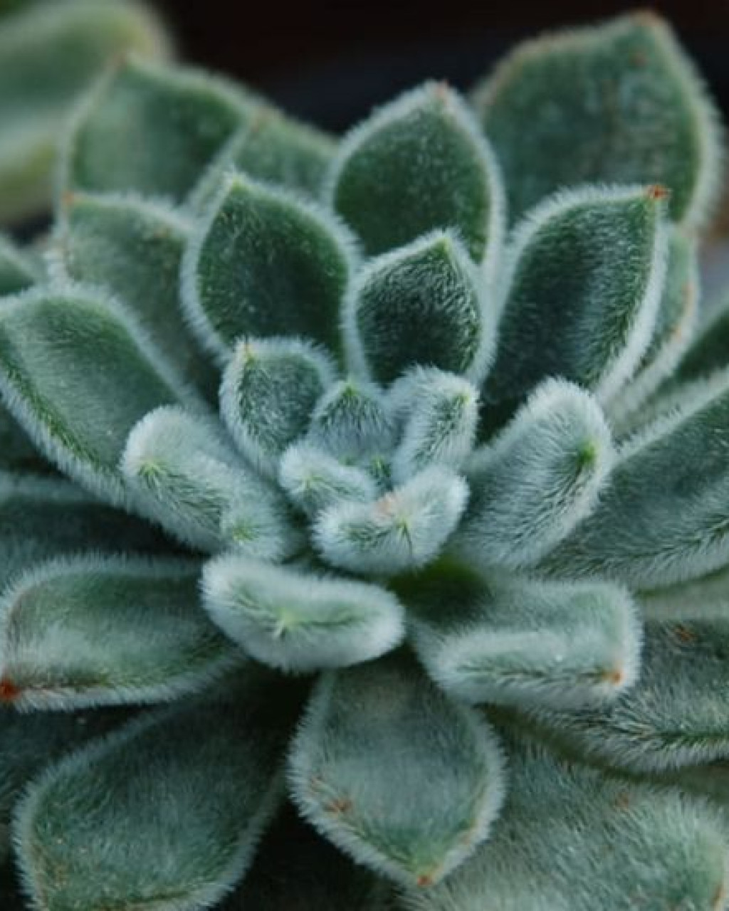 Echeveria pulvinata var. frigida