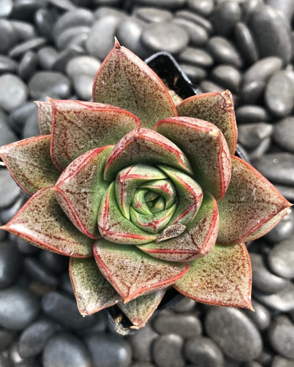Echeveria purpusorum