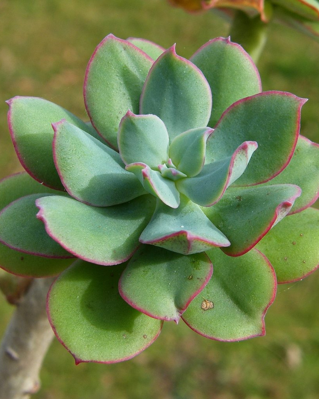Echeveria quitensis