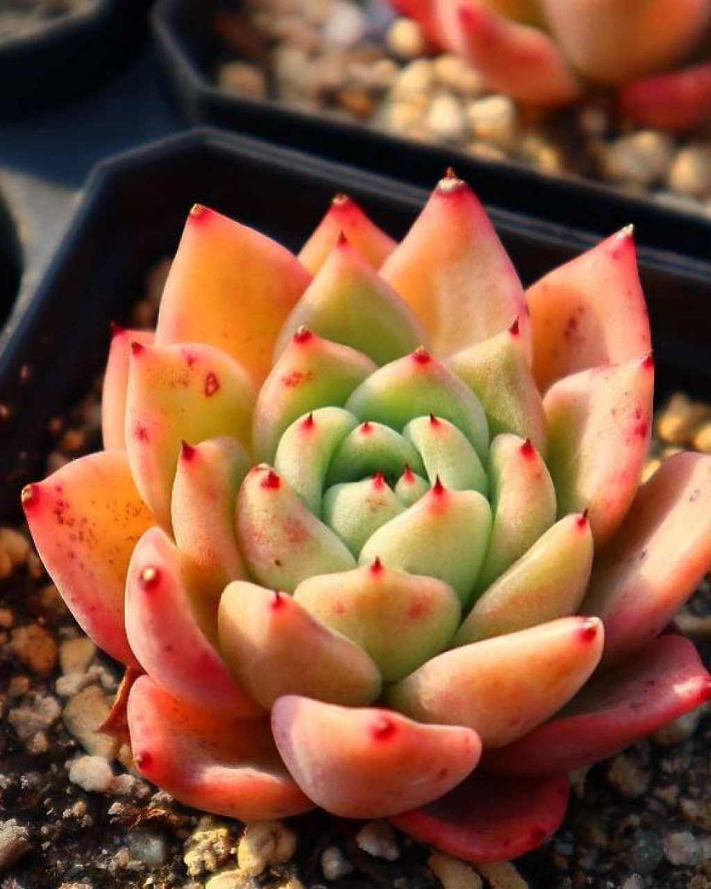 Echeveria 'Rajoya'