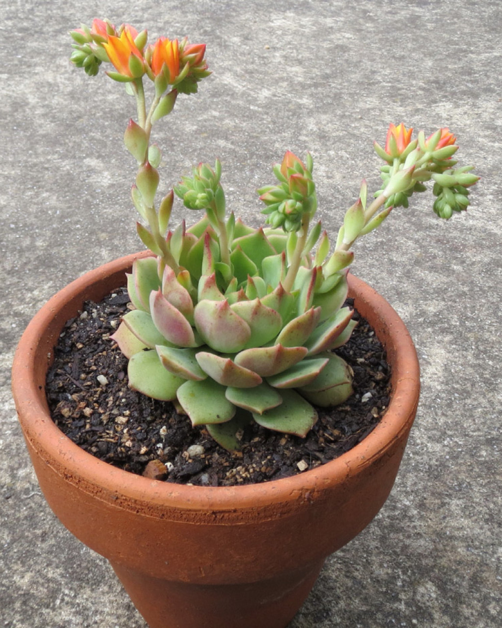 Echeveria 'Ramillete'