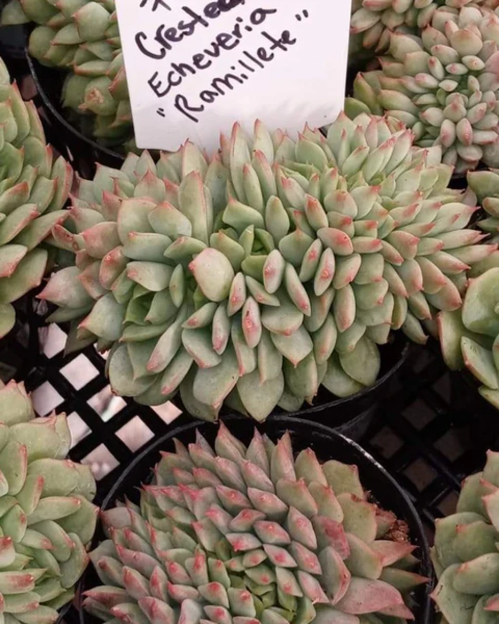 Echeveria 'Ramillete Crested'