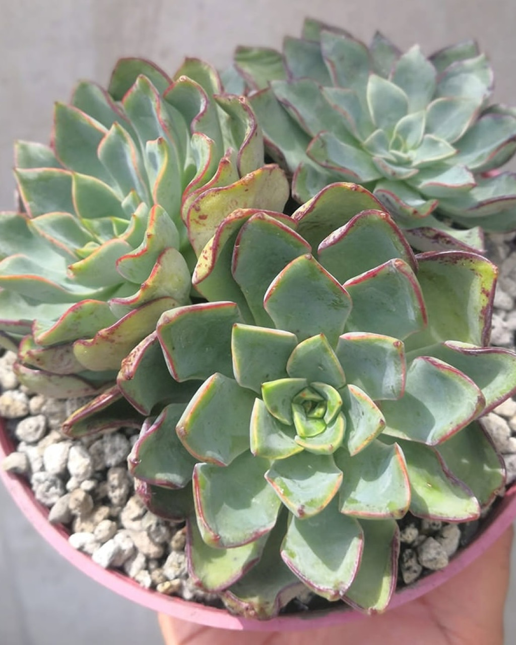 Echeveria 'Riga'