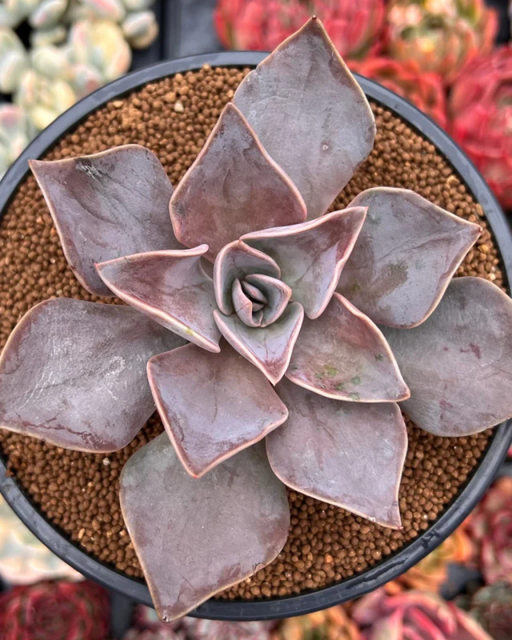 Echeveria 'Rodolfii'