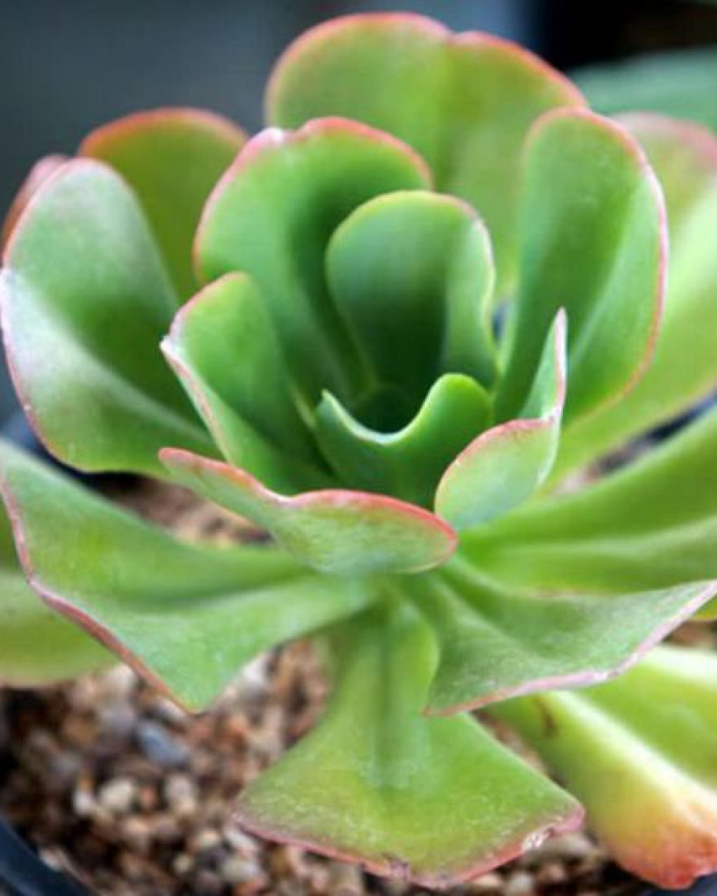 Echeveria 'Rosea Grandis'
