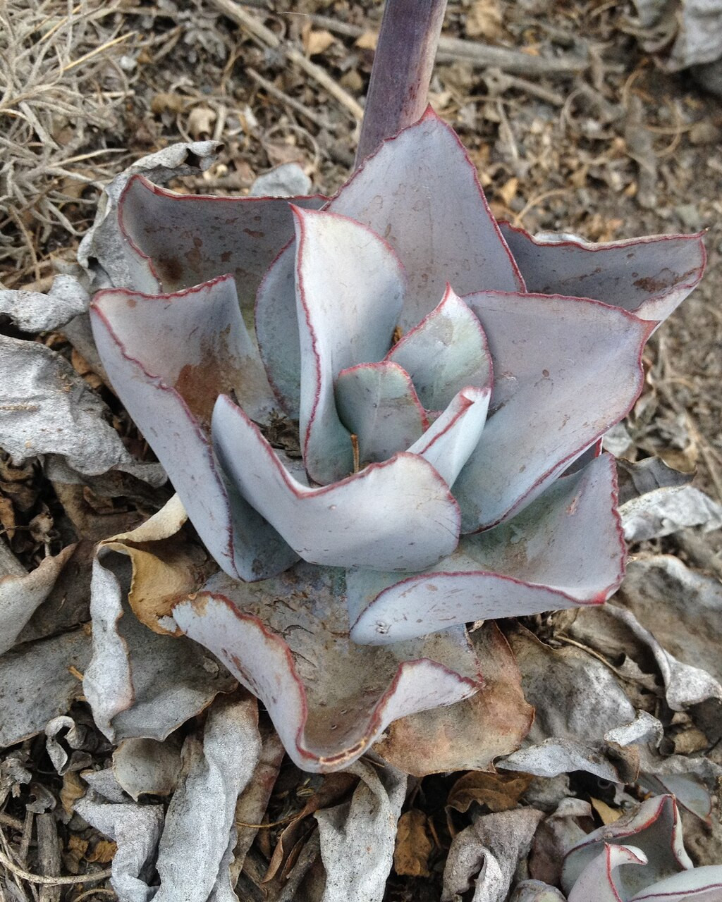 Echeveria rubromaarginata
