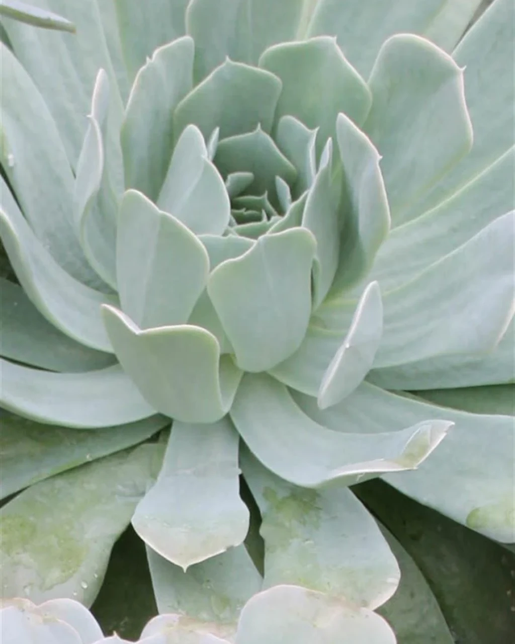 Echeveria runyonii