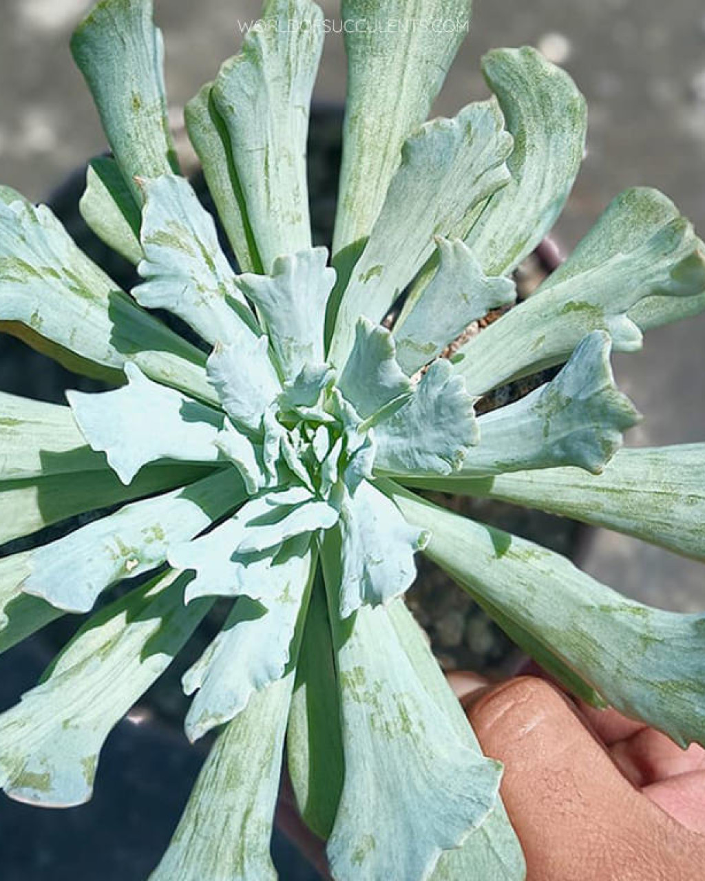 Echeveria runyonii 'Cook's Pride'