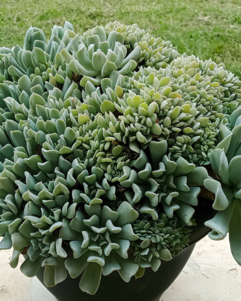 Echeveria runyonii 'Illusion'