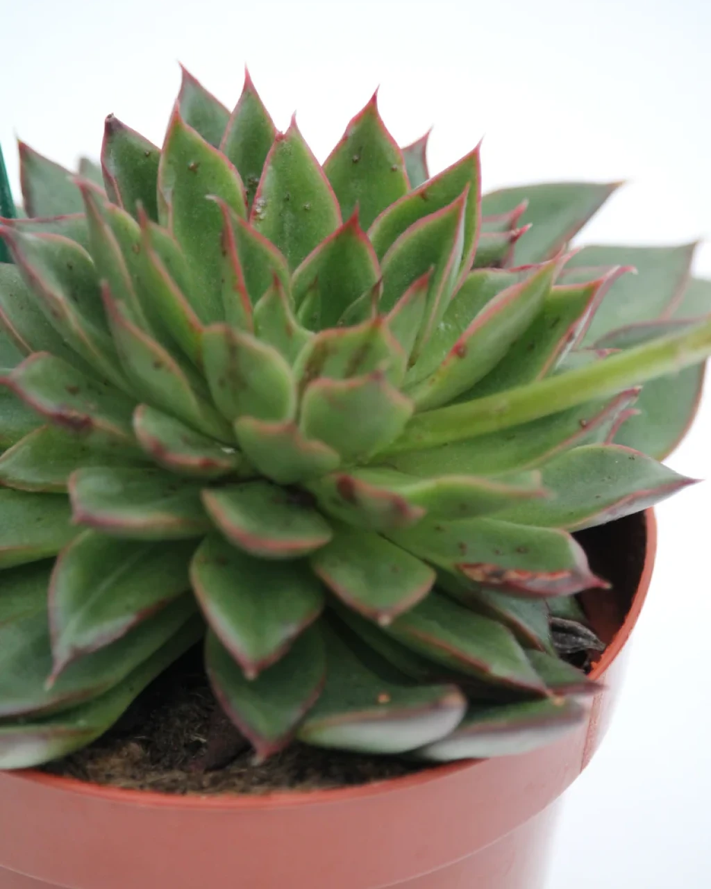Echeveria 'Sagitta'