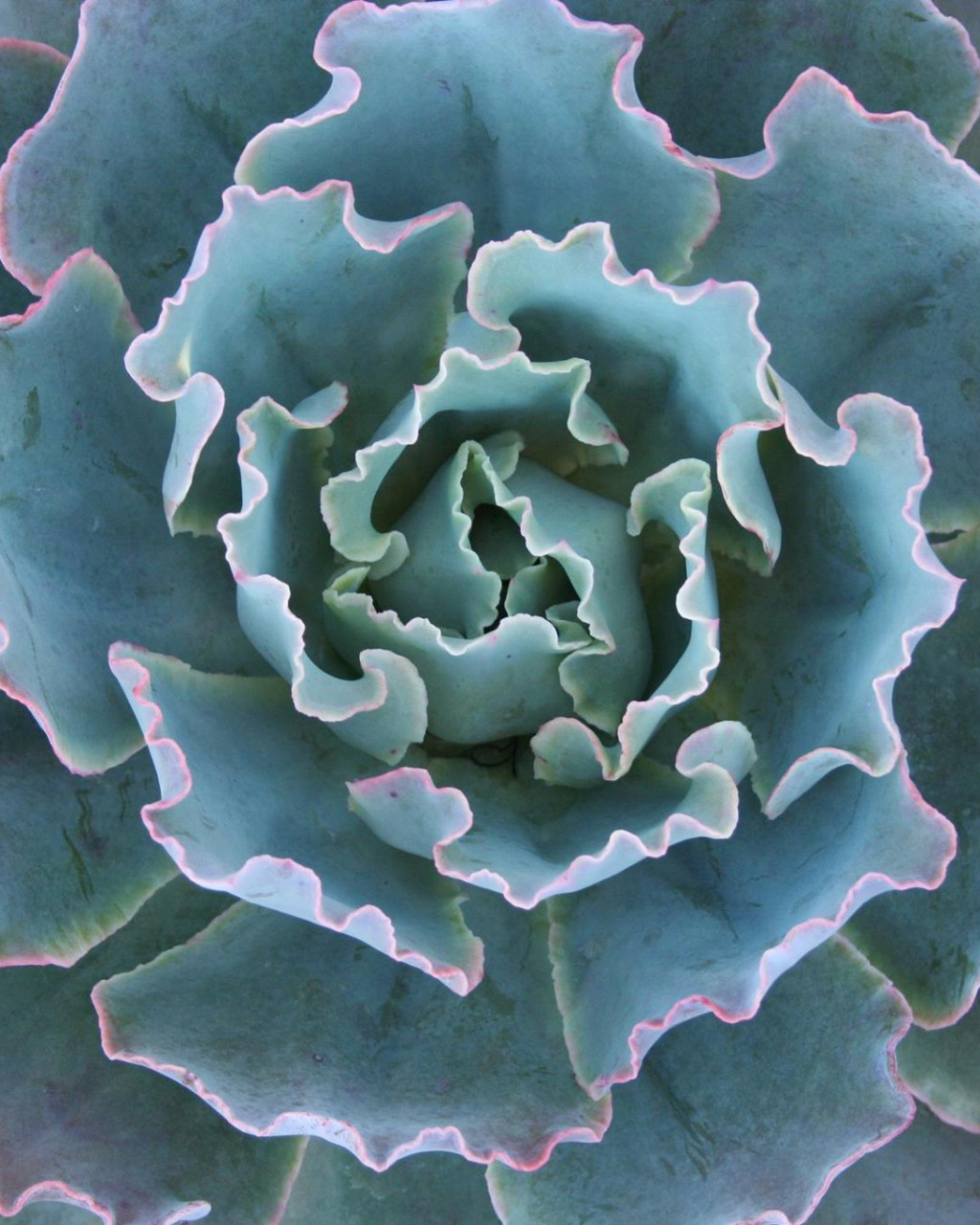Echeveria 'Sahara'