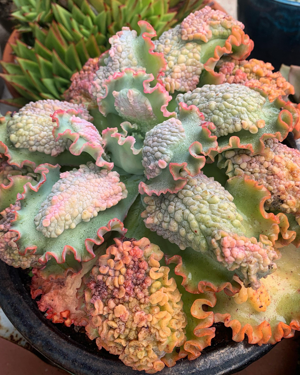 Echeveria' Sea Dragon'