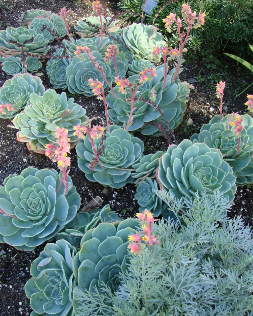 Echeveria secunda