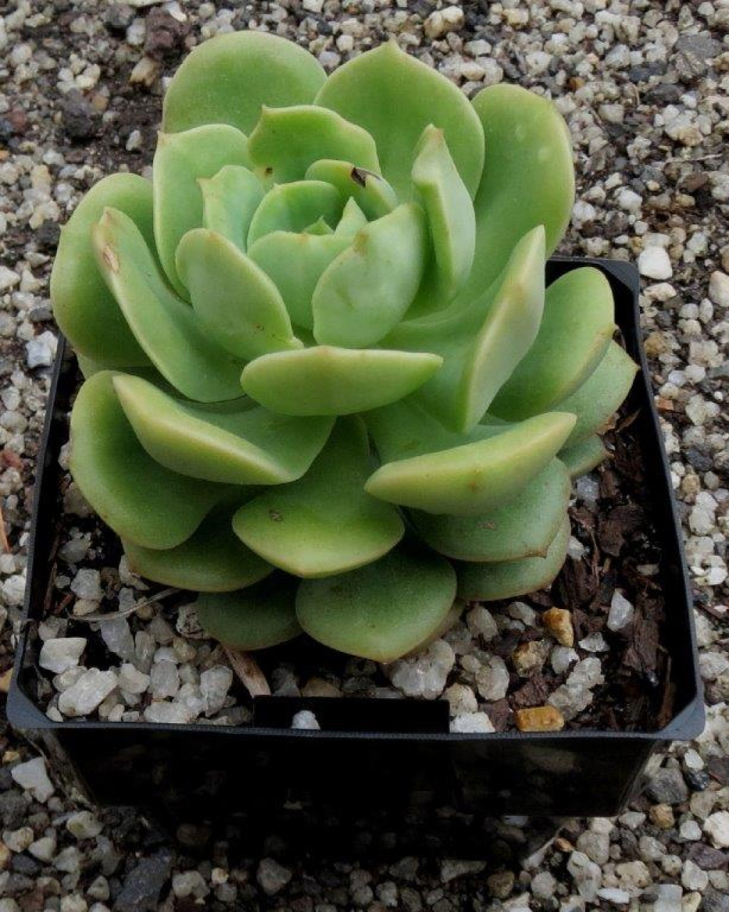 Echeveria 'Semnan'