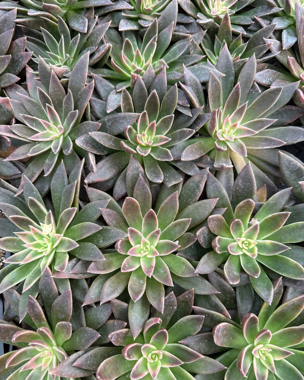 Echeveria 'Serrana'