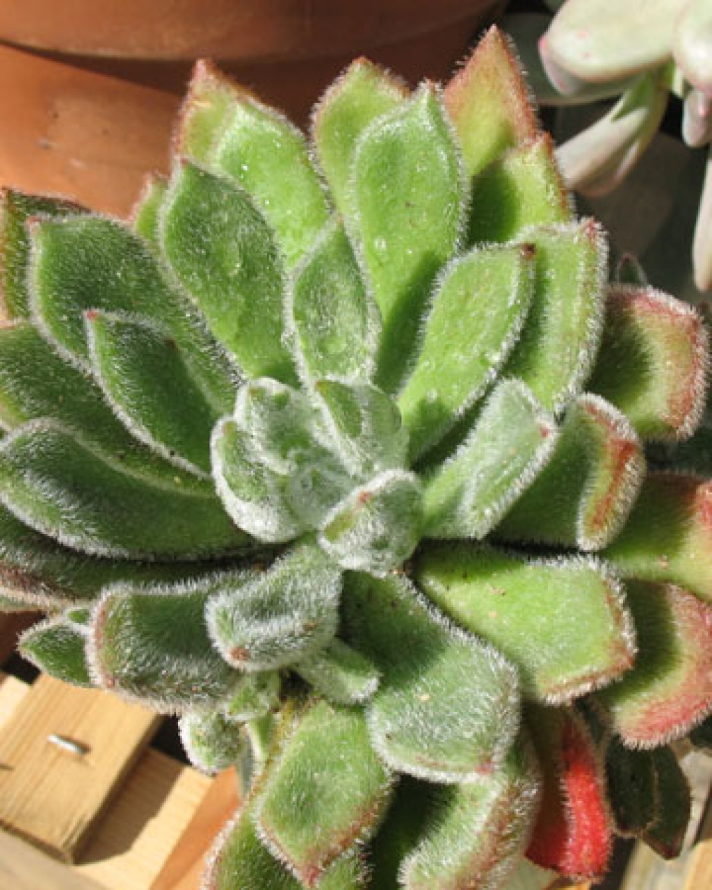 Echeveria Setosa