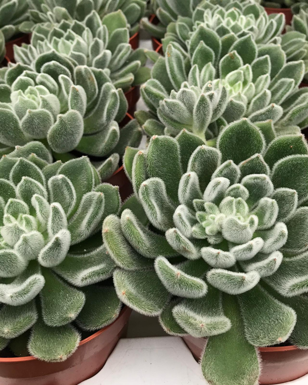 Echeveria setosa