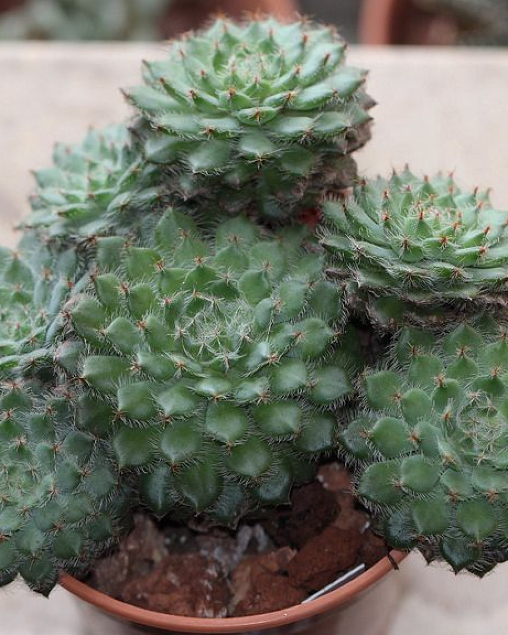 Echeveria setosa var. ciliata