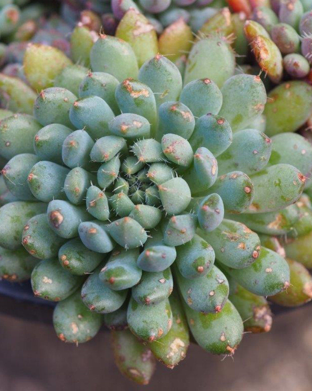 Echeveria setosa var. deminuta