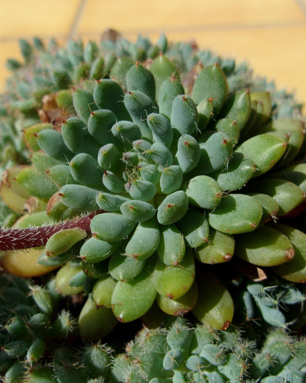 Echeveria setosa var. deminuta f. cristata