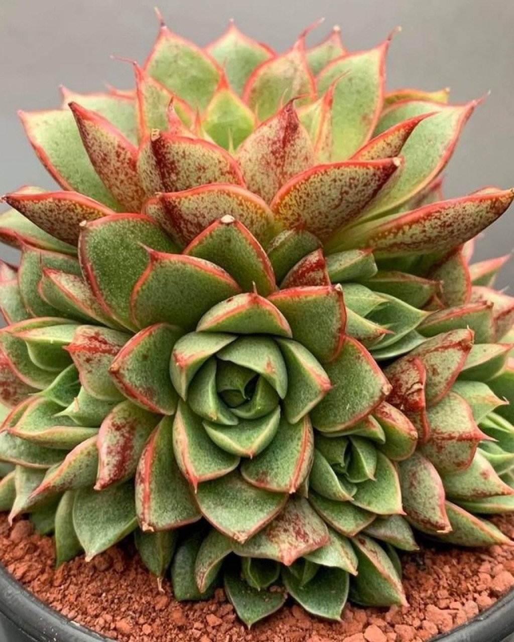 Echeveria 'Shamrock'