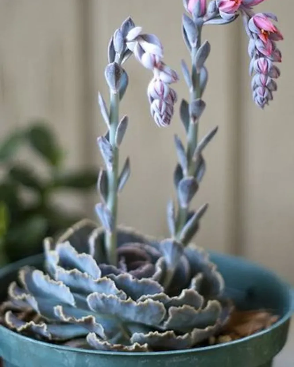 Echeveria shaviana
