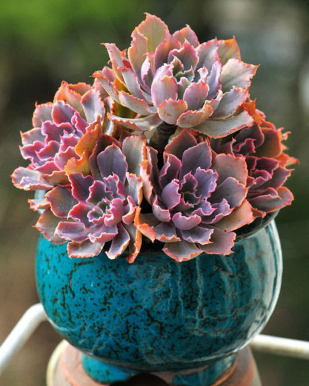 Echeveria shaviana 'Pink Frills'