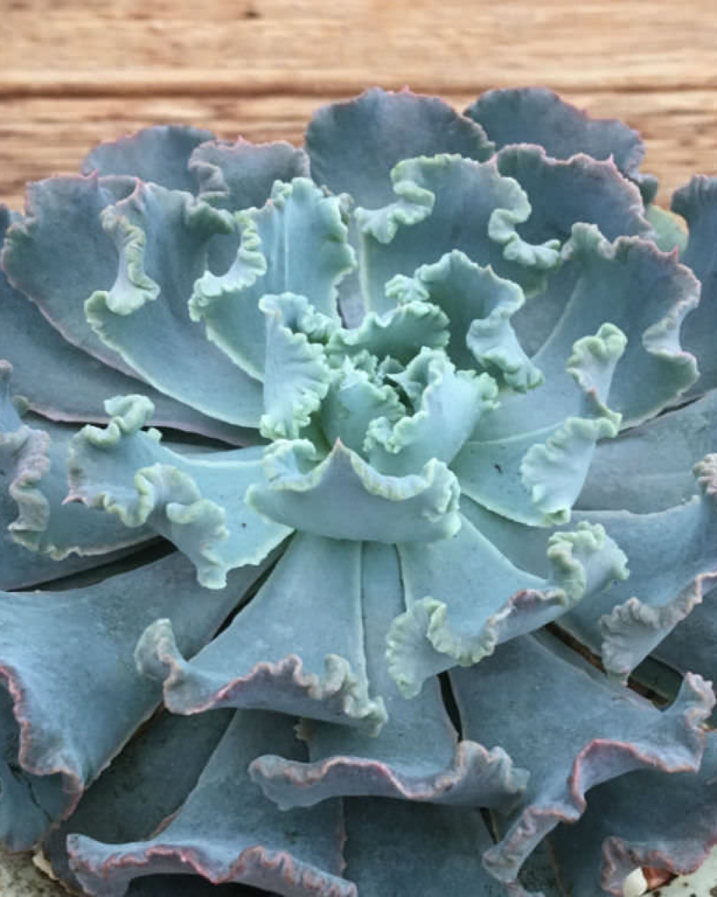 Echeveria shaviana 'Truffles'
