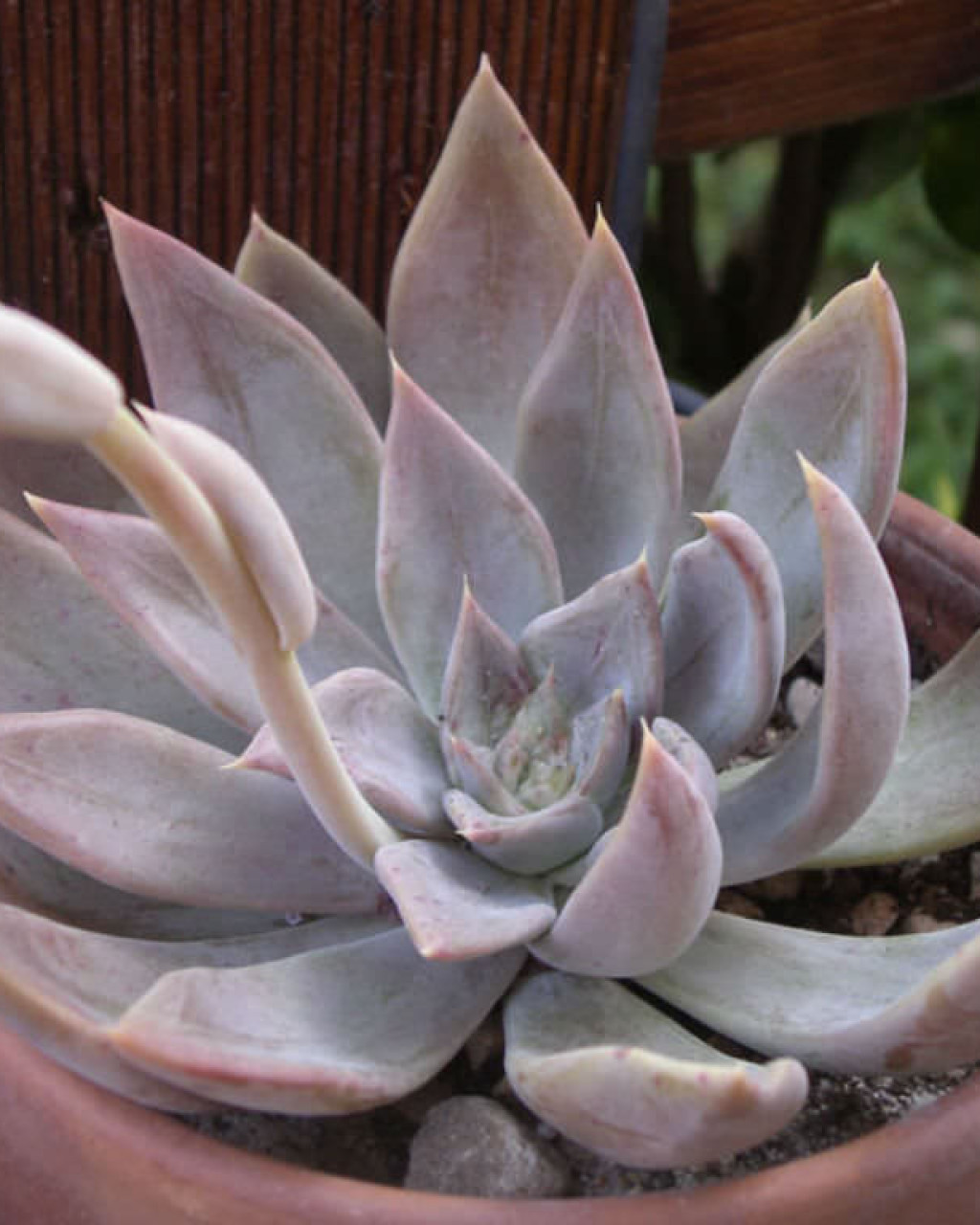 Echeveria 'Silver Queen'