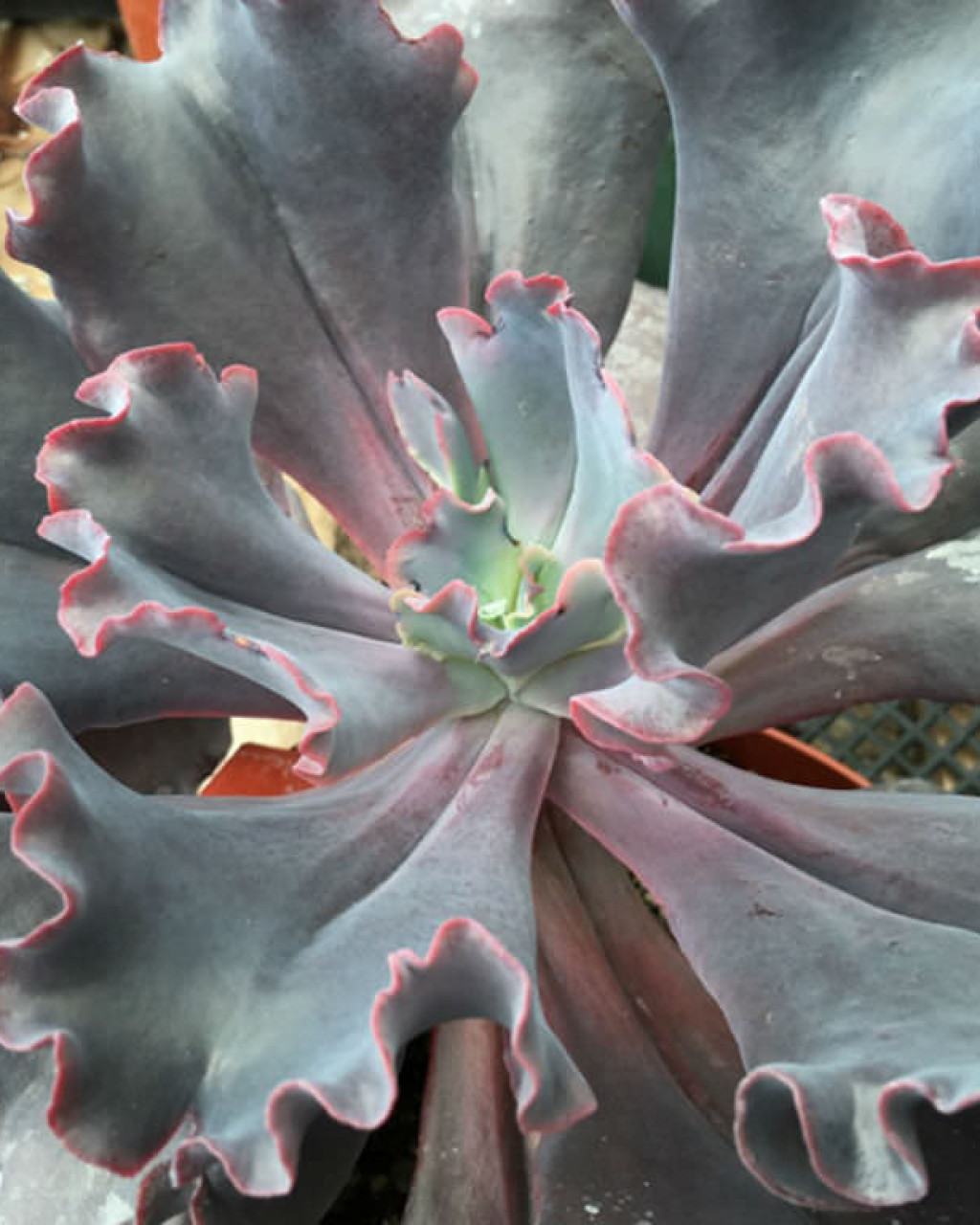 Echeveria 'Silveron Red'