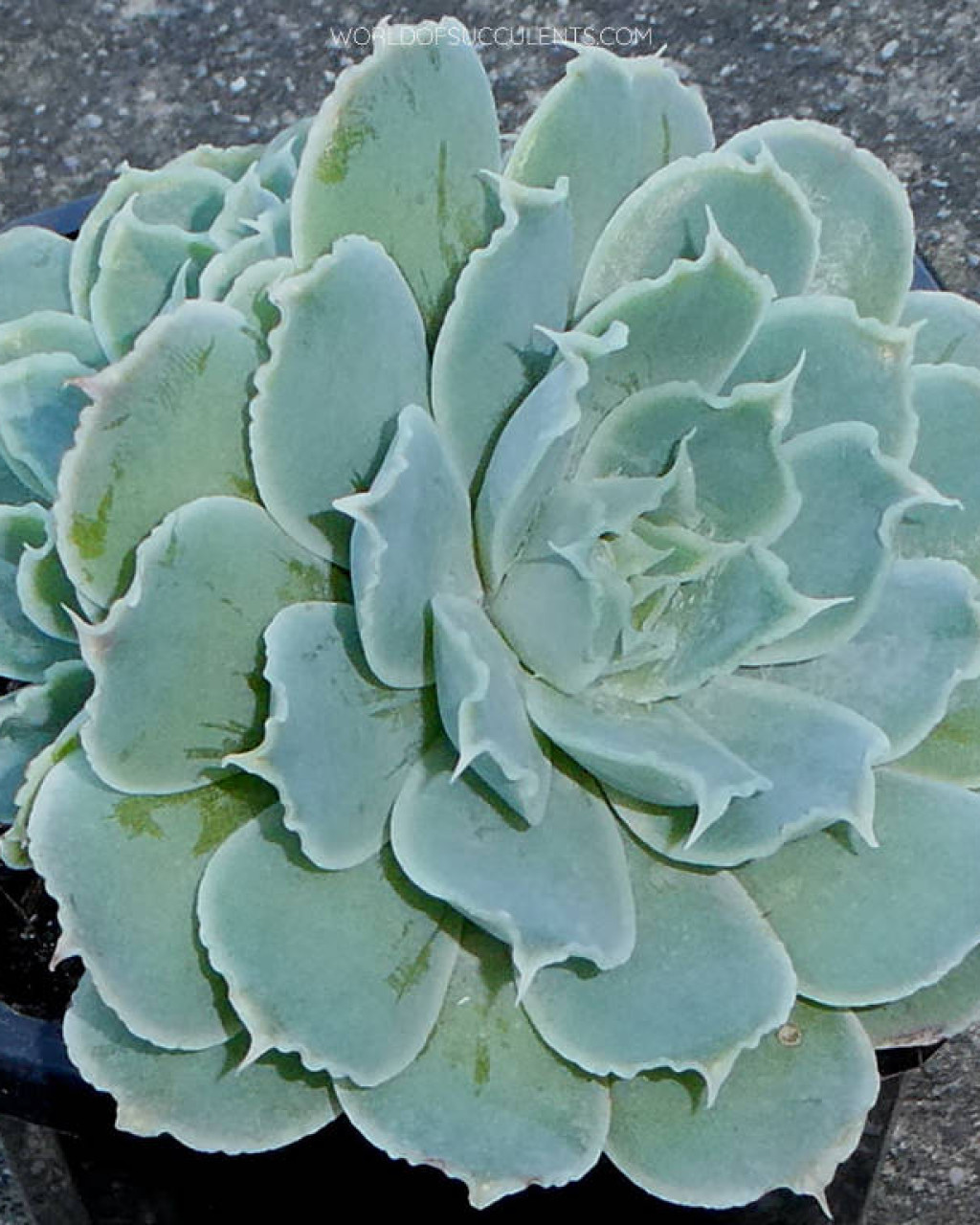 Echeveria simulans