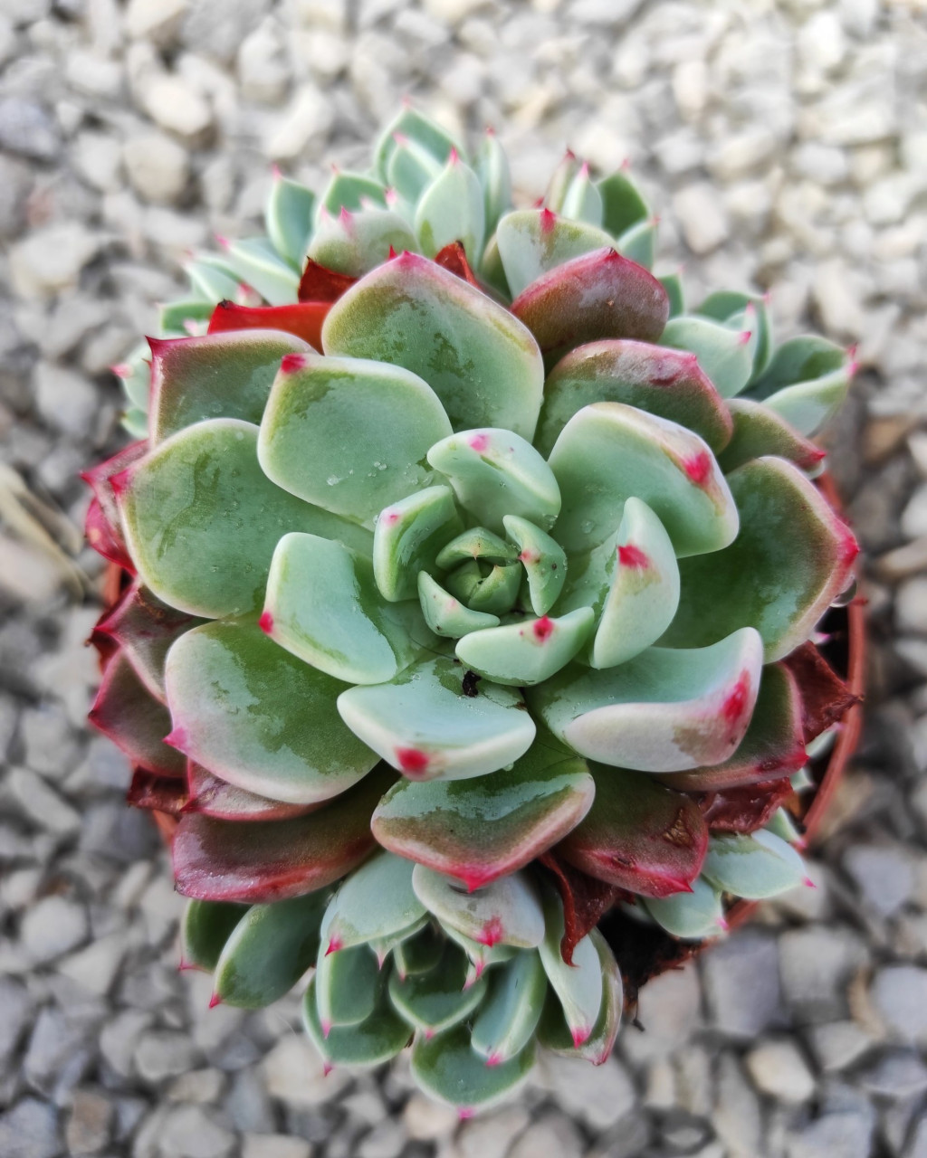Echeveria 'Sitifukumiama'