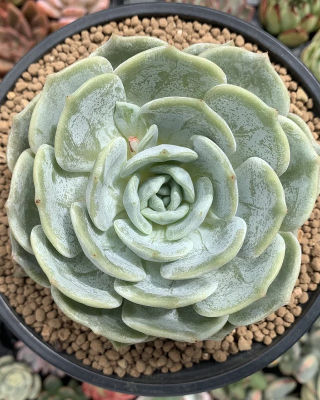 Echeveria 'Snow Shower'
