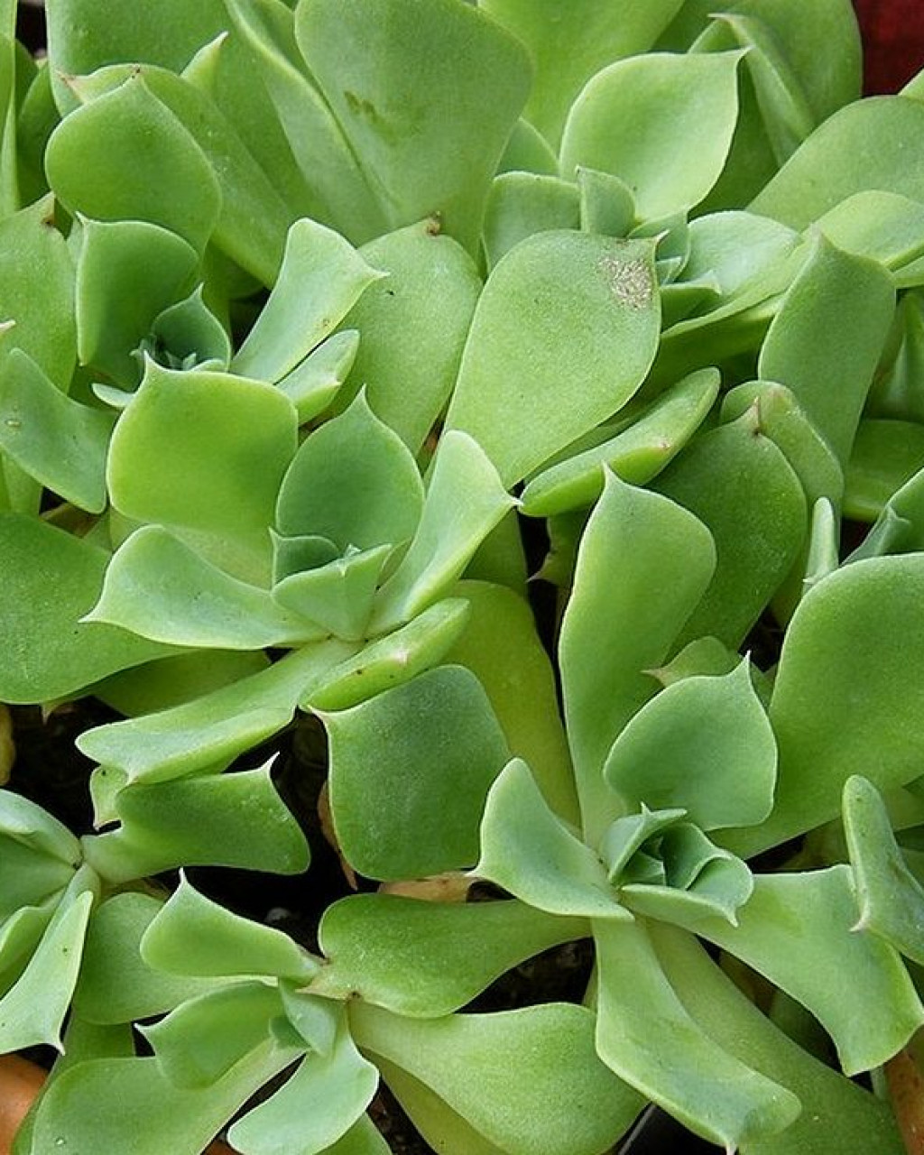 Echeveria stolonifera