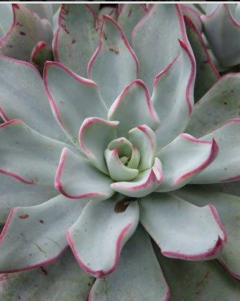 Echeveria strictiflora