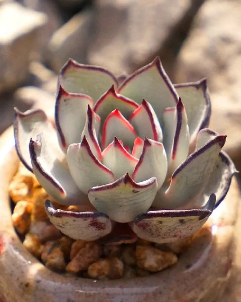 Echeveria strictiflora var. nova