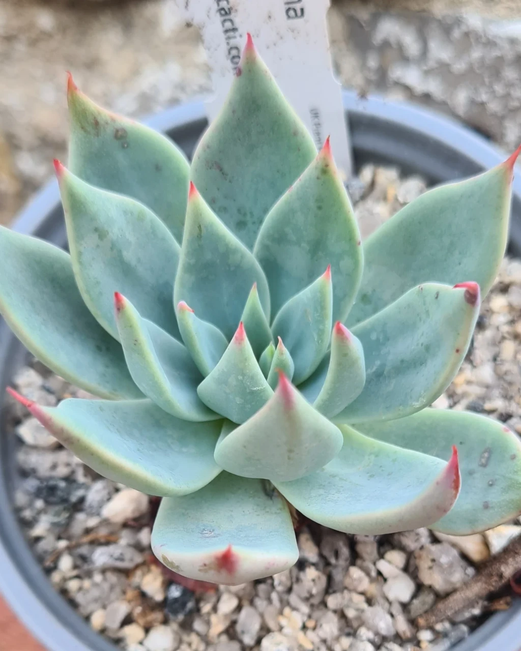 Echeveria subalpina