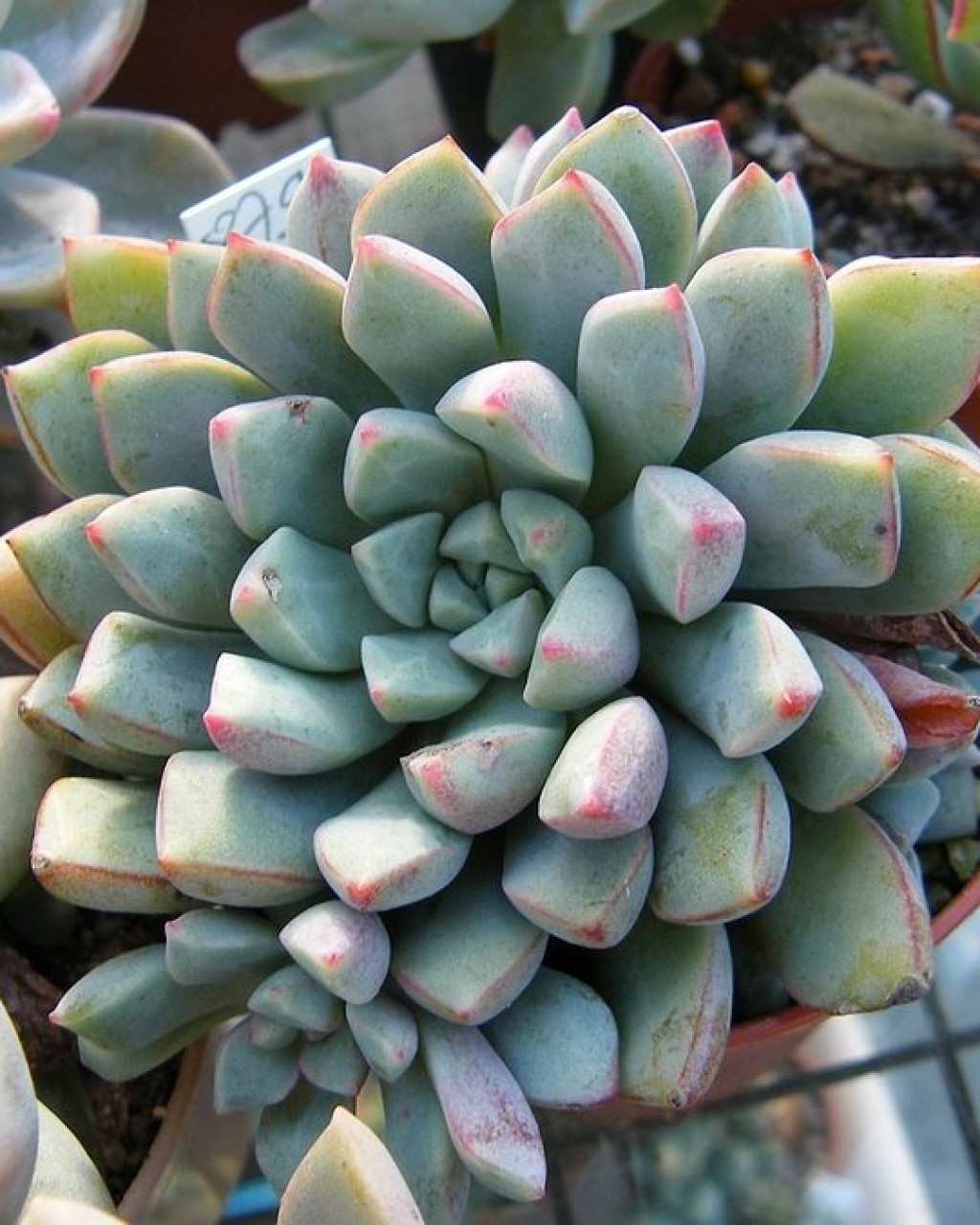 Echeveria subcorymbosa
