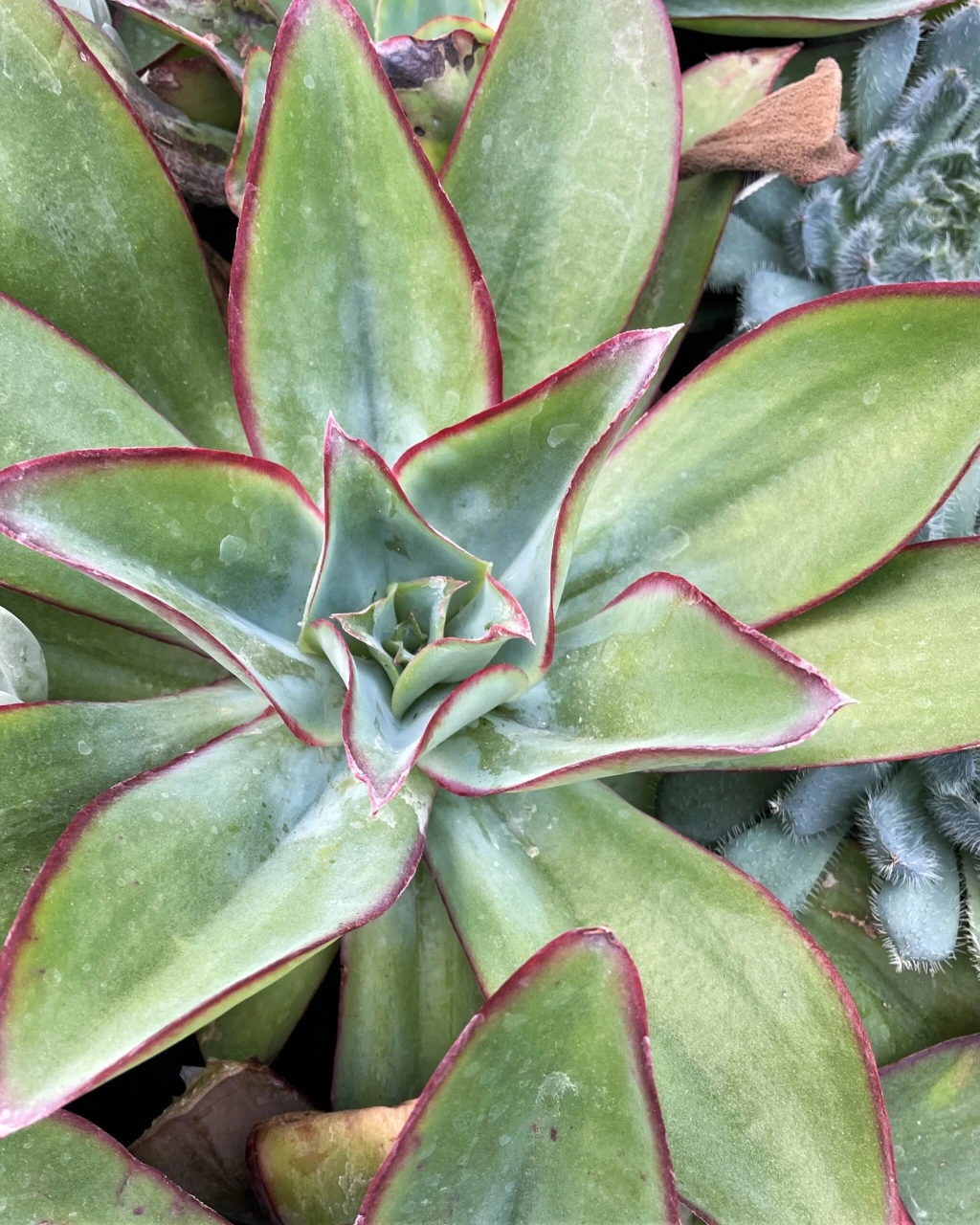 Echeveria subrigida