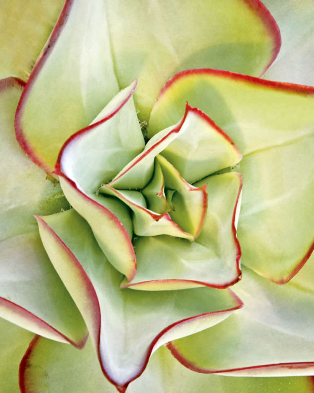 Echeveria subrigida 'Fire and Ice'