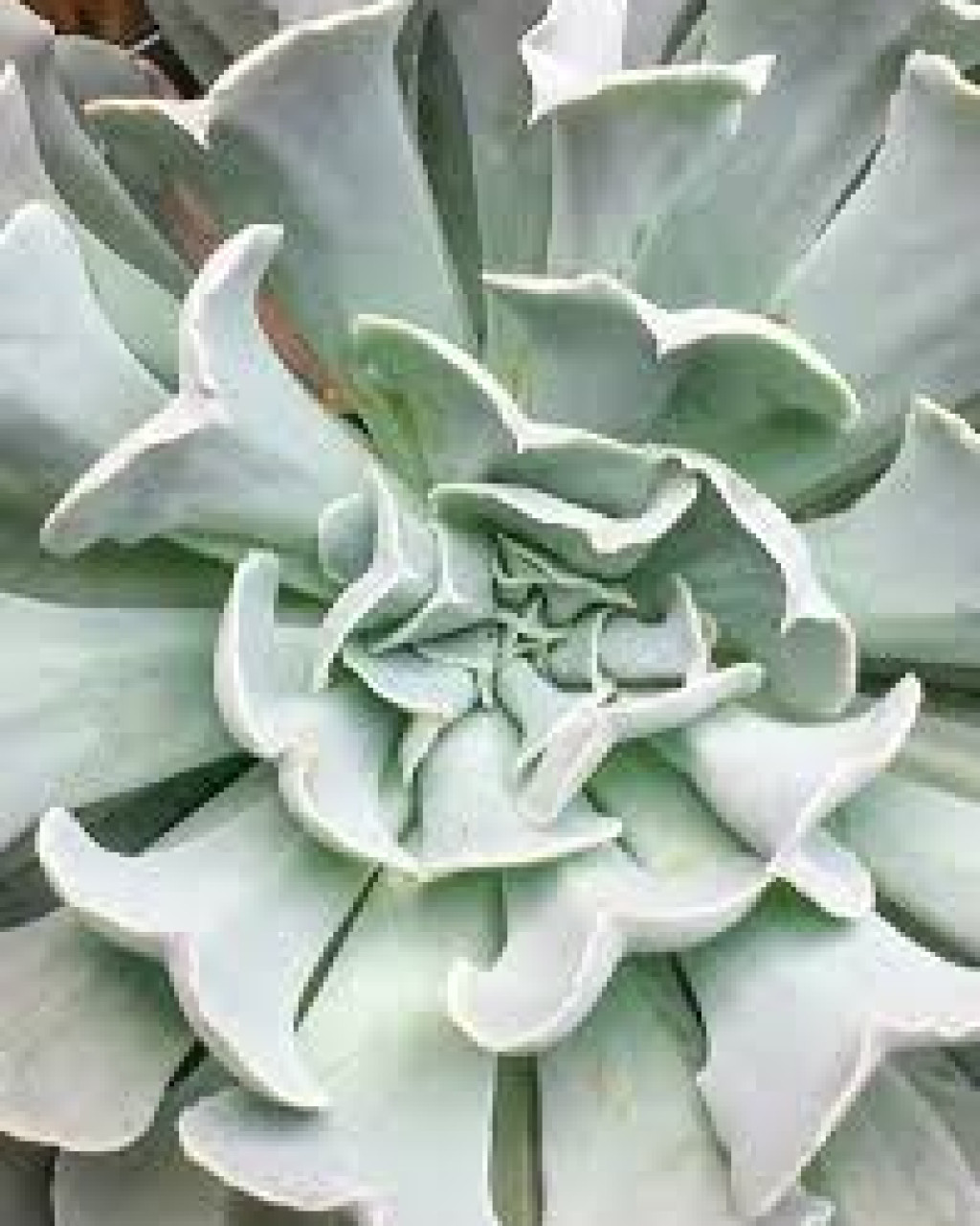 Echeveria 'Swan Lake'